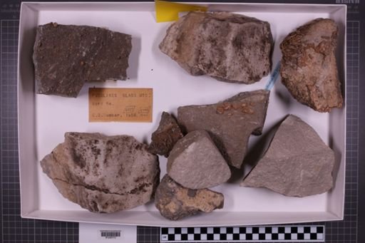 mixed taxa, stratigraphic collection