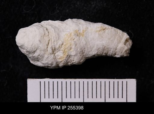 Agelasida?