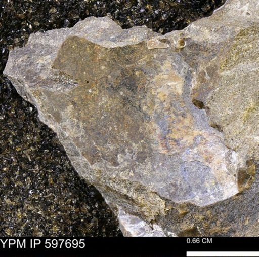 undet. Bivalvia