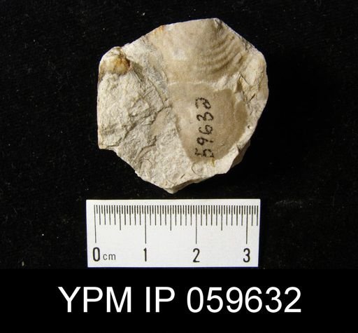Leptaena rhomboidalis