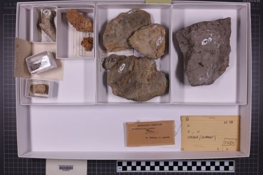 mixed taxa, stratigraphic collection