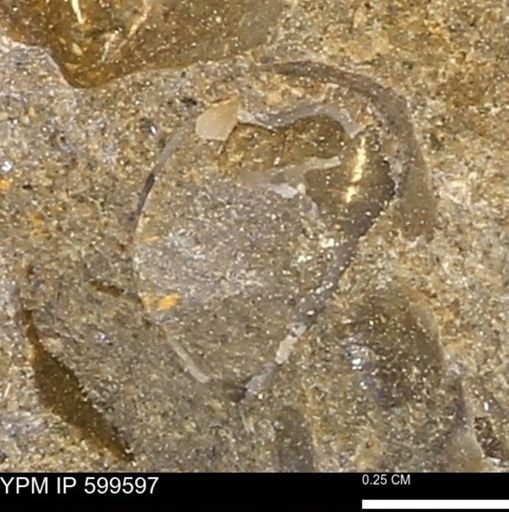 Protocardia subquadrata