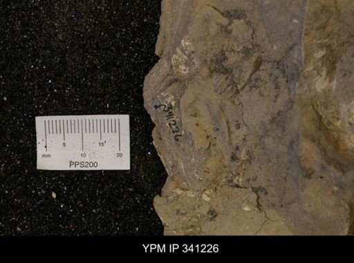 undet. Scaphitidae