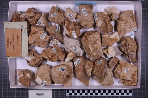 mixed taxa, stratigraphic collection