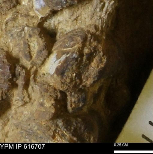Teredo sp.
