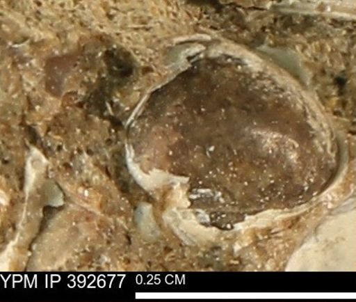 Protocardia subquadrata