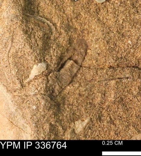undet. Bivalvia