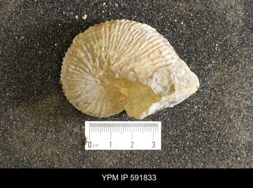 Euspira