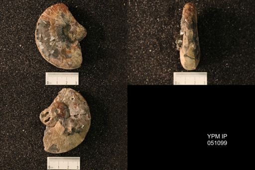 Hoploscaphites nicolletii