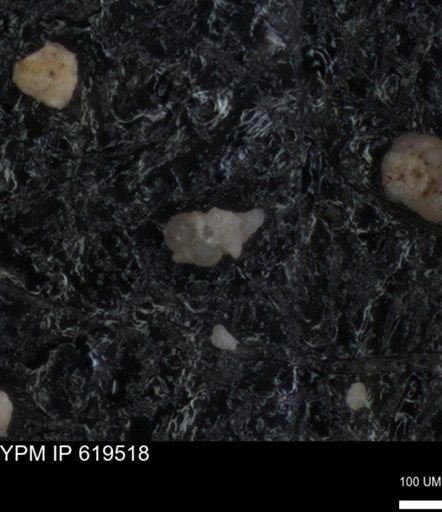 undet. Heterohelicidae