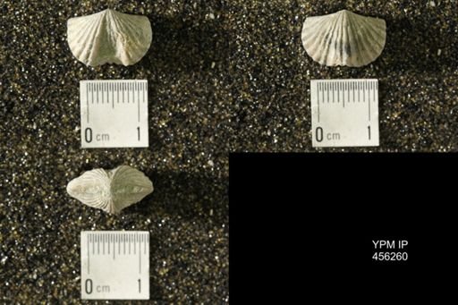 Platystrophia biforata