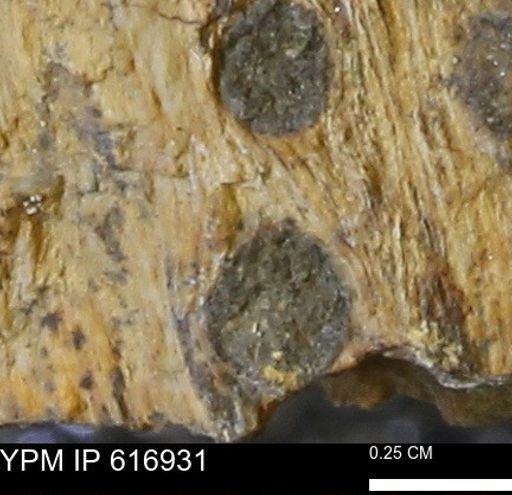 Teredo sp.