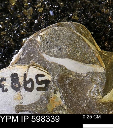 Limopsis striatopunctatus
