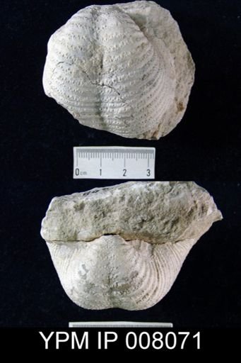 Echinoconchus semipunctatus knighti