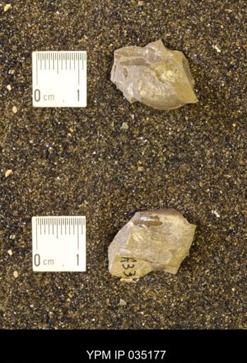Discoscaphites rossi