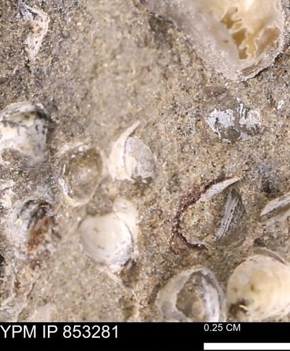 Protocardia?