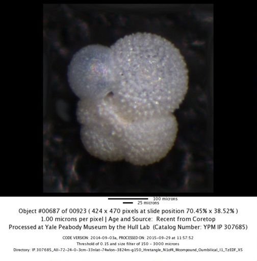 undet. Foraminiferida