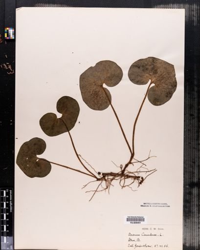 Asarum canadense