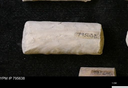 Baculites sp.