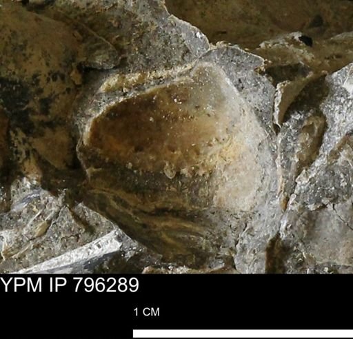 undet. Bivalvia