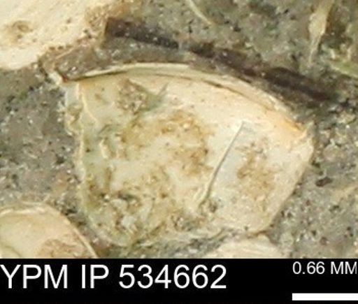 Protocardia subquadrata