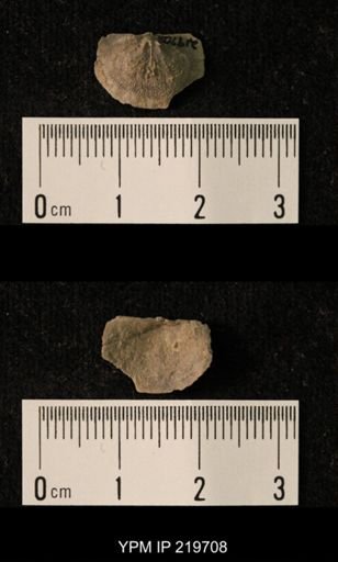 Chonetes granulifer