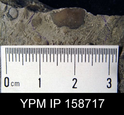 Chonetes primigenius