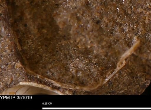 undet. Mollusca