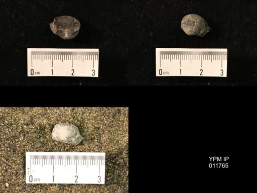 Marginifera capaci
