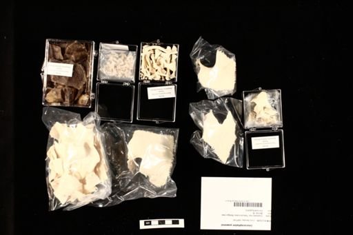 Leucocephalon yuwonoi
