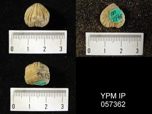 Uncinulus sp.