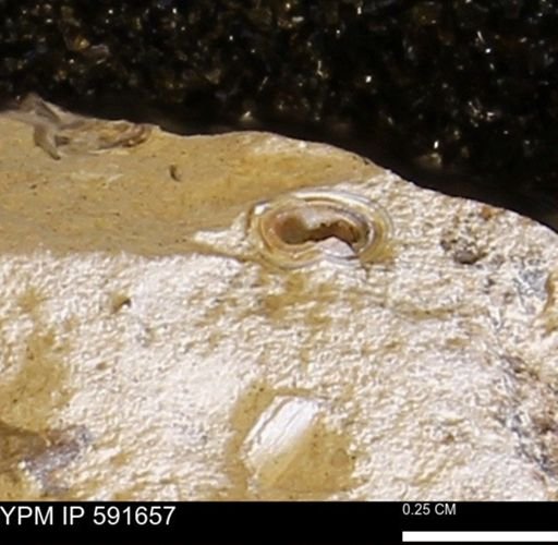 Serpulidae