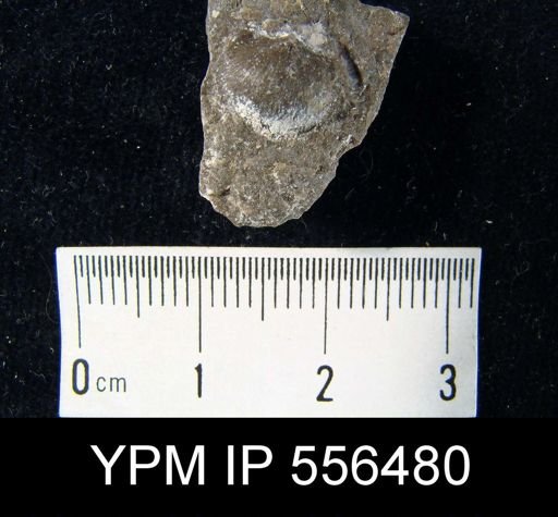 Chonetes scitulus