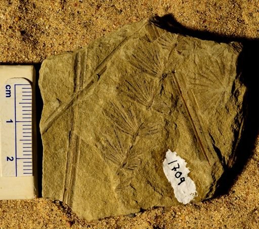 Asterophyllites equisetiformis