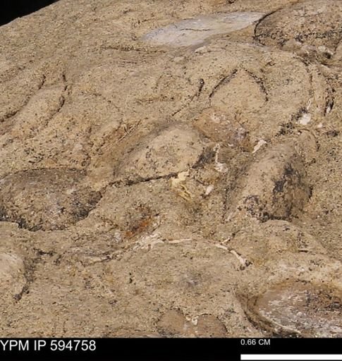 Protocardia sp.