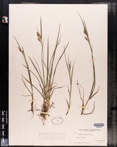 Carex aurea