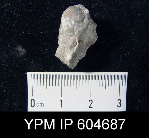 Cancrinella sp.