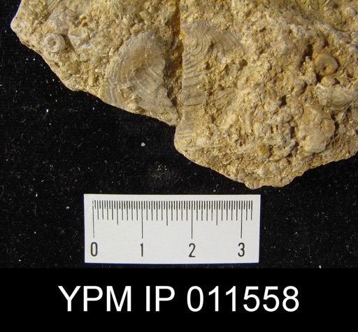 Pustula semipunctata
