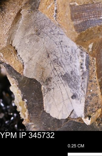 undet. Mollusca