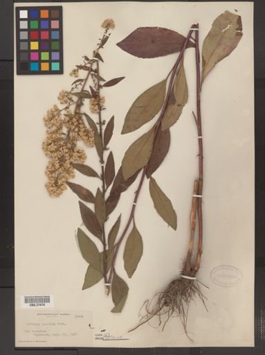 Solidago speciosa