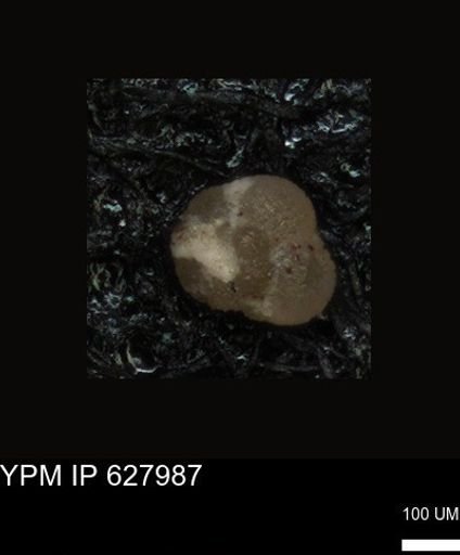 undet. Foraminiferida