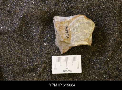 undet. Bivalvia