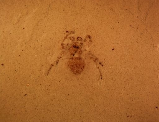 undet. Araneida