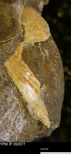 undet. Bivalvia