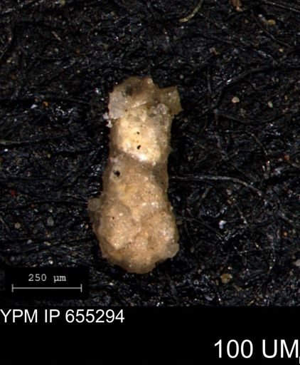 Ammobaculites obliquus