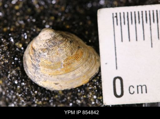 Limopsis striatopunctatus