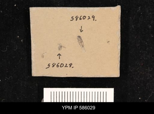 undet. Insecta