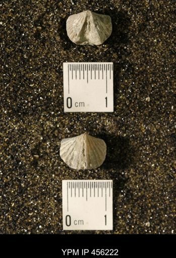 Platystrophia biforata