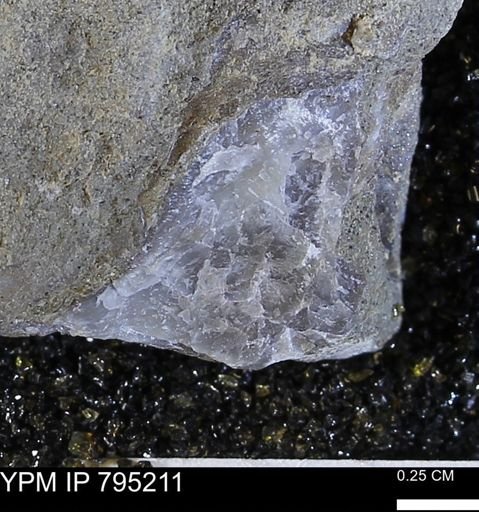 undet. Bivalvia