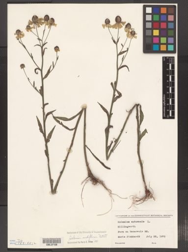 Helenium nudiflorum